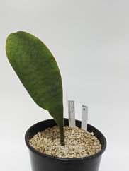 Sansevieria hyacinthoides mozambique  No.19