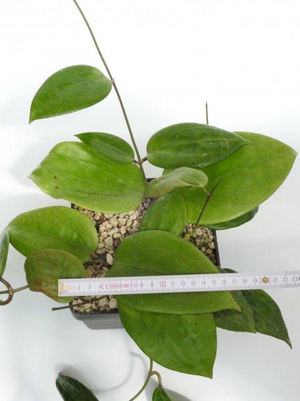 Hoya Loyceandrewsiana