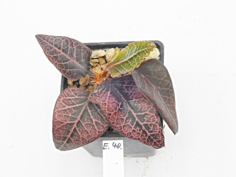 Euphorbia francoisii hybrid  No.40