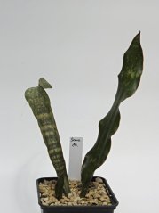 Sansevieria kirkii var. pulchra No.14