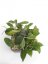 Hoya nicholsoniae