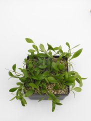 Hoya pallilimba