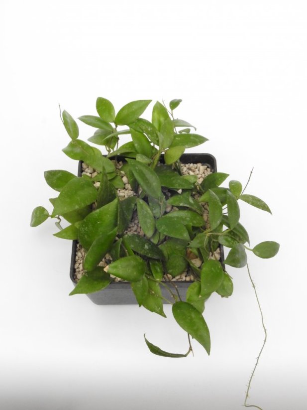 Hoya caudata sumatra