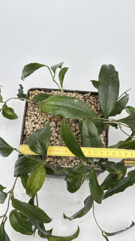 Hoya erythrina Cameroon Island