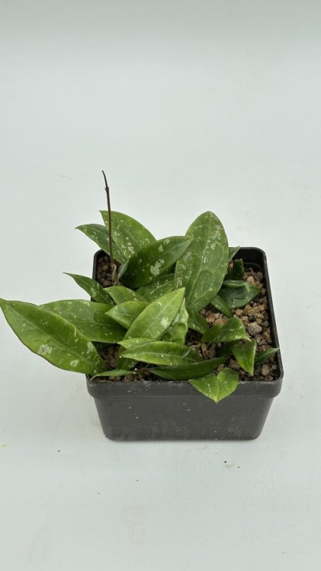 Hoya noid