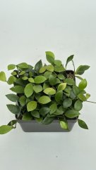 Hoya sipitangensis