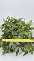 Hoya gracilis splash