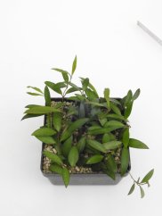 Hoya rosita