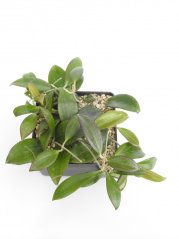 Hoya nicholsoniae