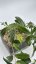 Hoya erythrina Cameroon Island