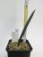 Sansevieria rhodesiana CG126.3  No.15