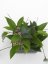 Hoya cinnamomifolia var. purpureofusca
