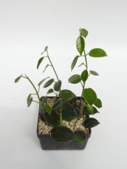 Hoya optimistic