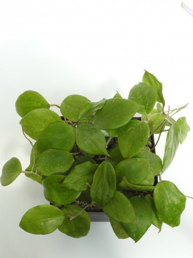 Hoya balaensis