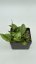 Hoya noid