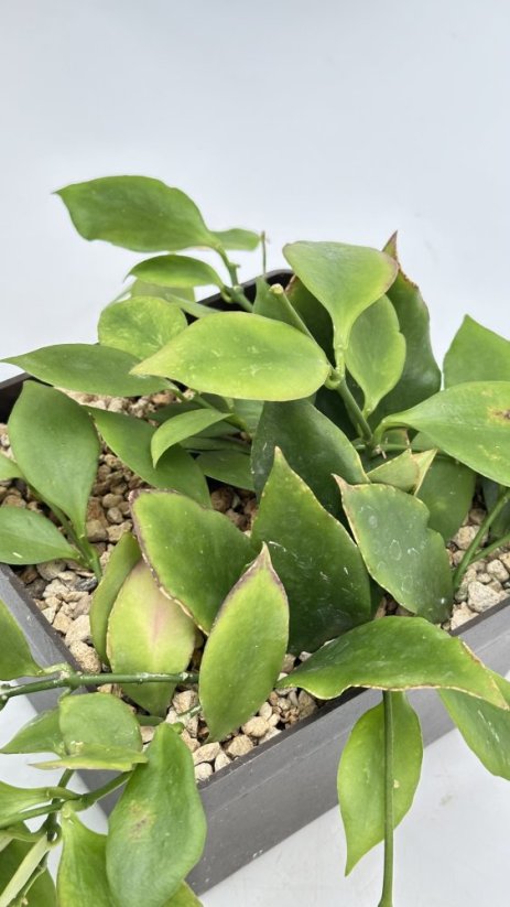 Hoya anulata