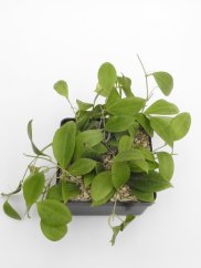 Hoya paulshirleyi