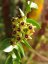 Hoya Cumingiana IPPS MO1
