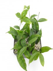 Hoya cystiantha