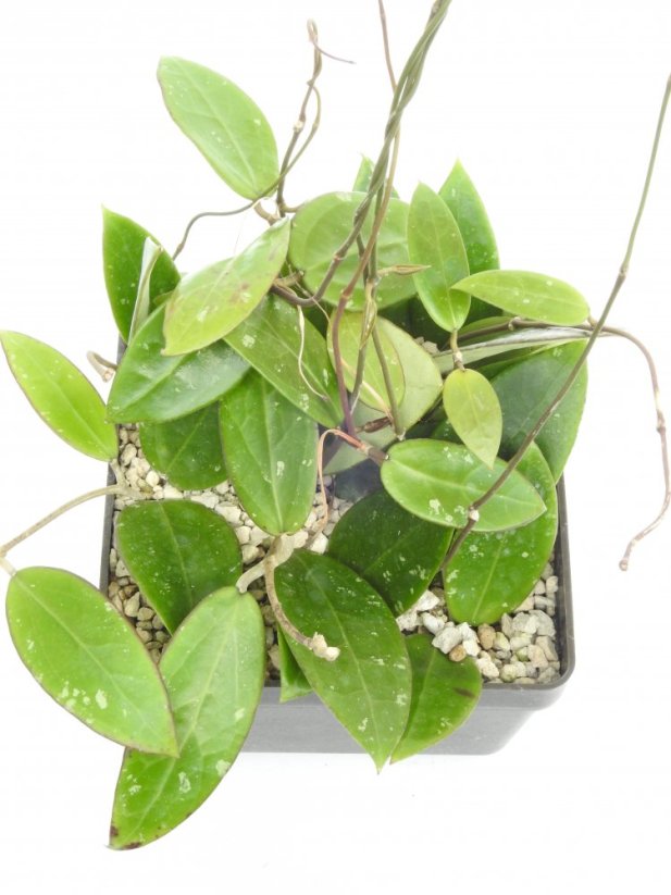 Hoya prachinburi black leaves