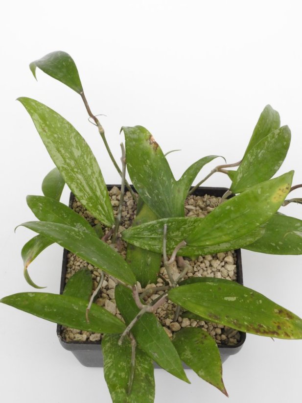 Hoya parasitica long leaf