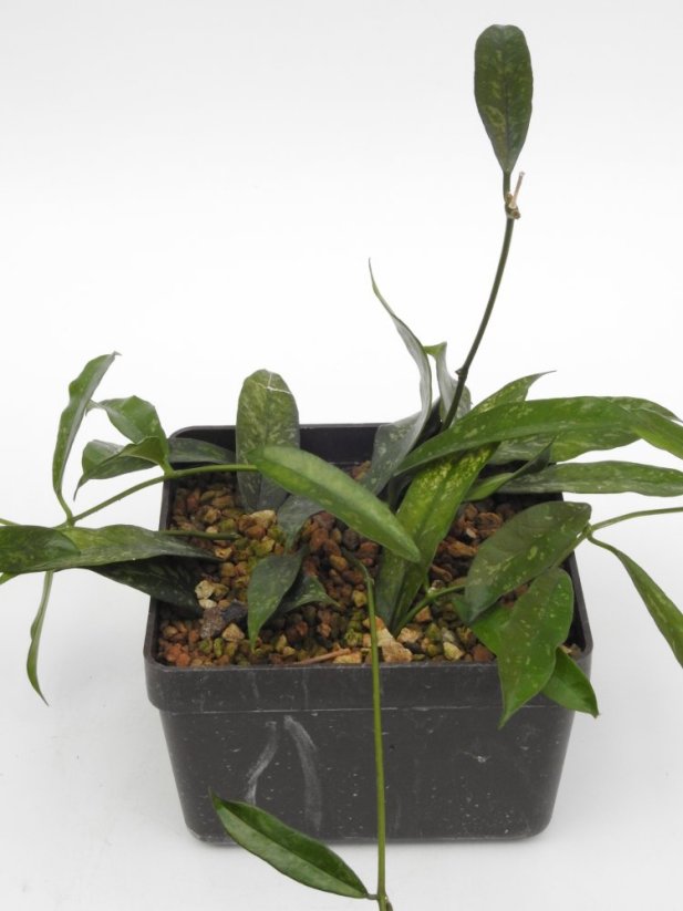 Hoya Griffithii