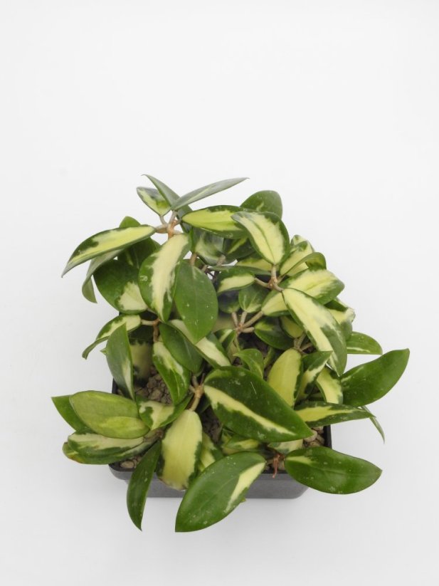 Hoya parasitica variegata