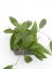 Hoya Rigida Splash