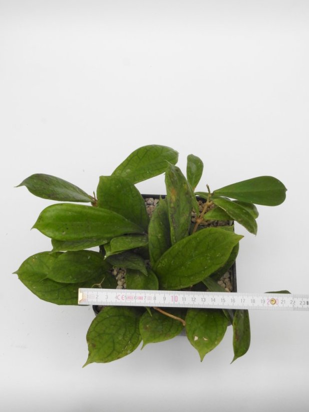 Hoya forbesii gelbe blten