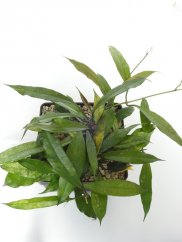 Hoya Yunnan