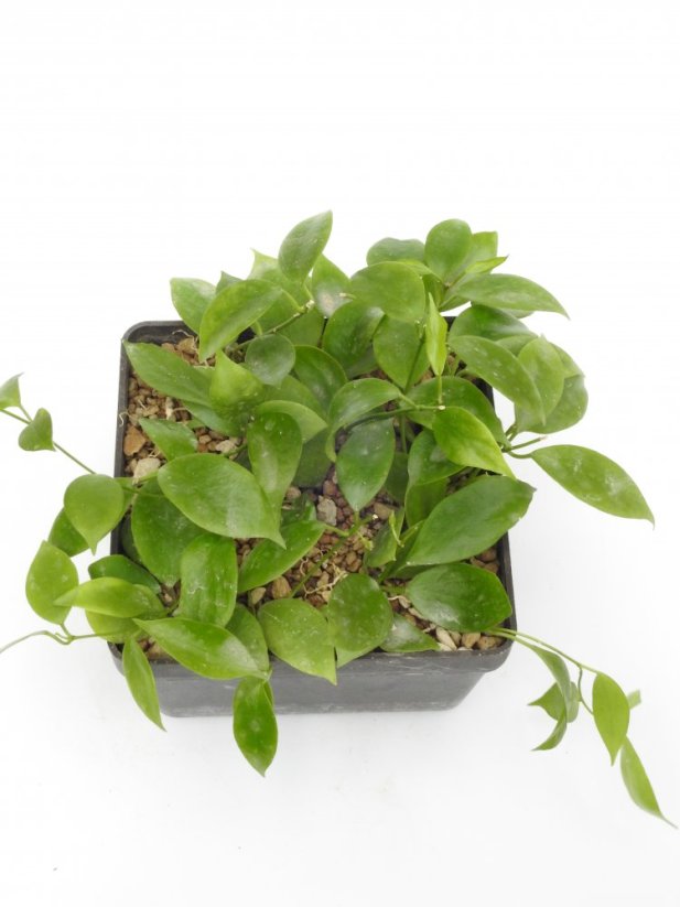 Hoya diptera žl. kv.