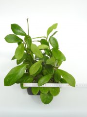 Hoya meliflua