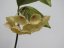Hoya campanulata