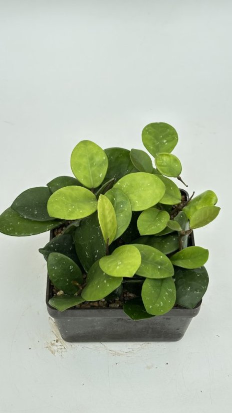 Hoya David's Cup Green