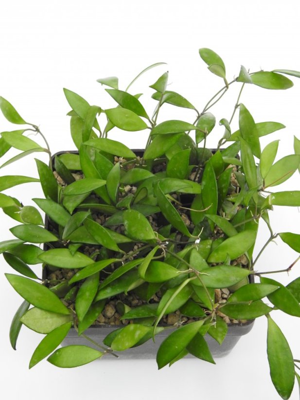 Hoya davidcummingii