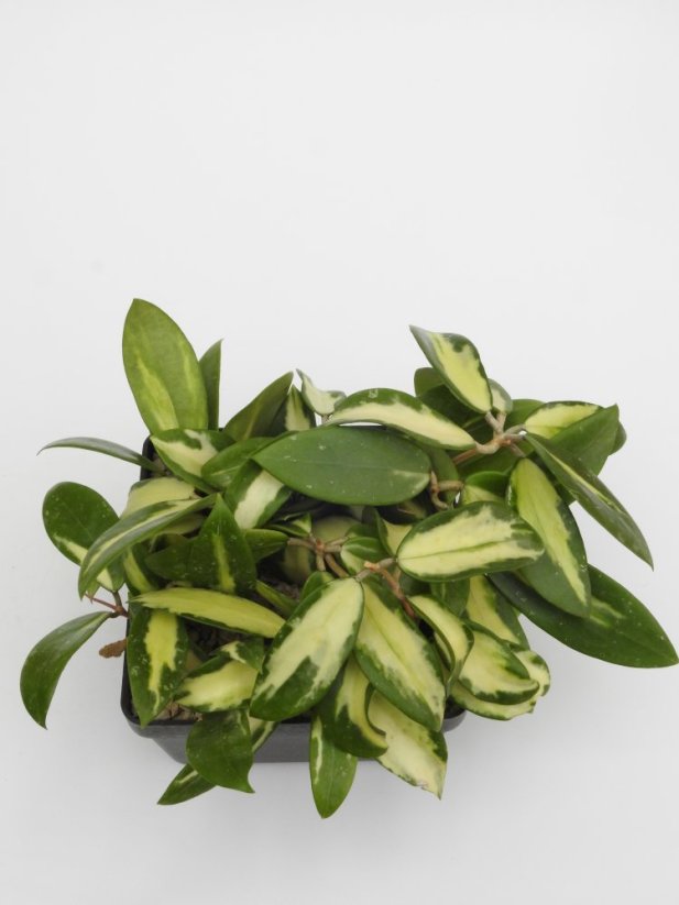 Hoya parasitica variegata