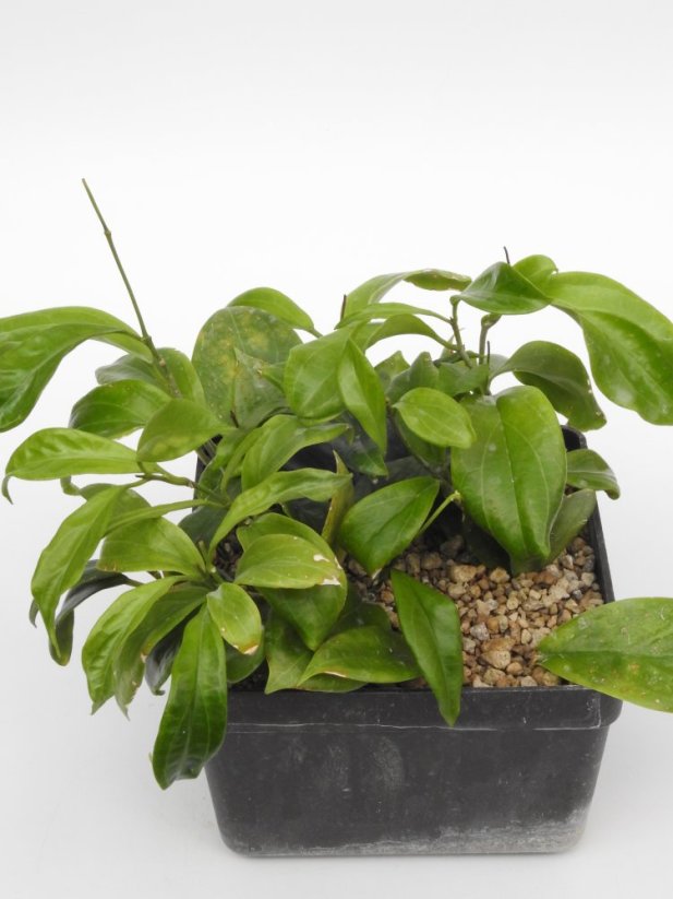 Hoya UT-033 Apple Green