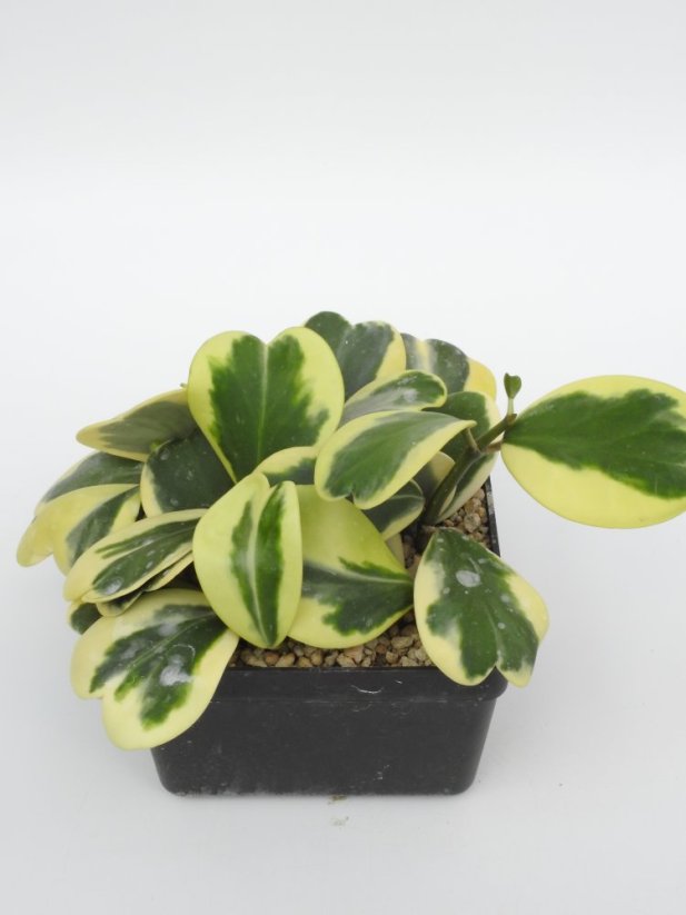 Hoya Kerrii Variegata