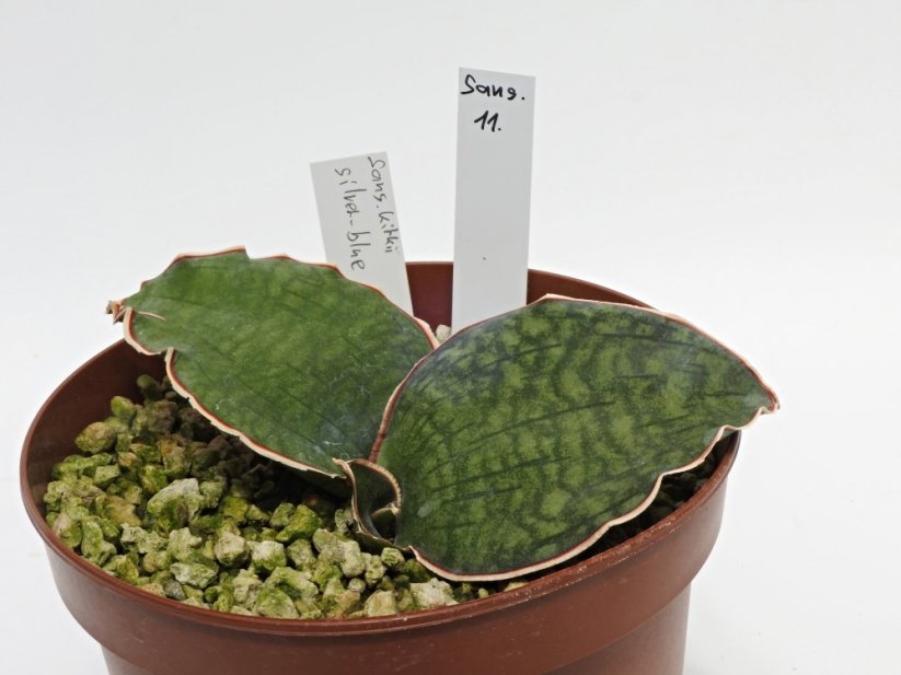 Sansevieria kirkii silver blue  No.11