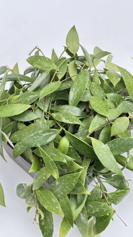 Hoya gracilis splash
