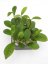 Hoya diversifolia el nidicus