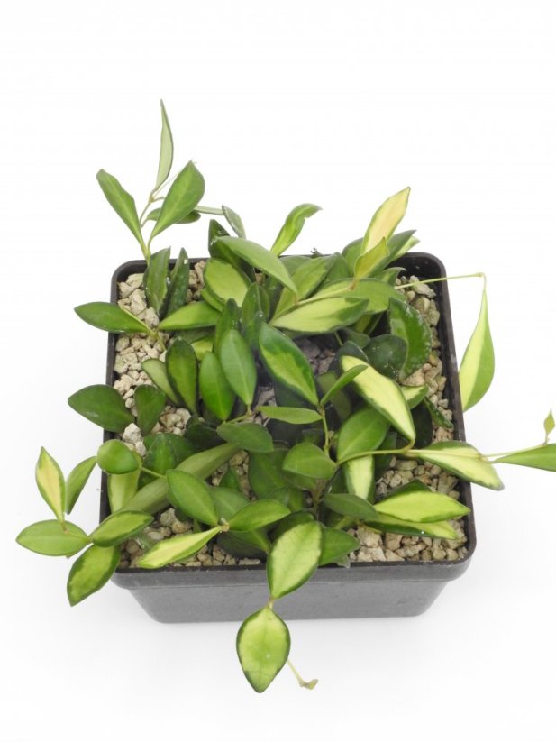 Hoya burtoniae var. ds70
