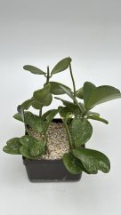 Hoya kerrii splash