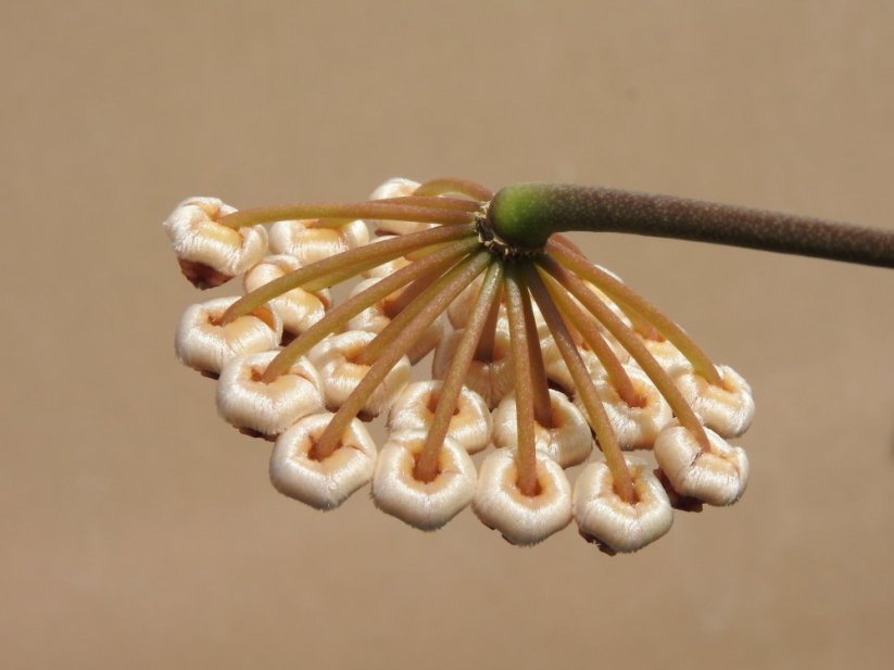 Hoya bicknellii