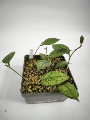 Hoya CV Irine