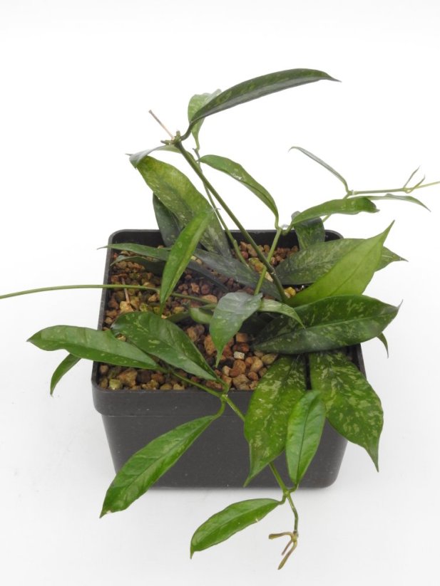 Hoya Griffithii