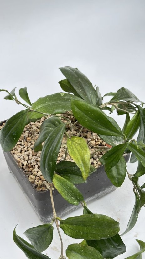 Hoya erythrina Cameroon Island