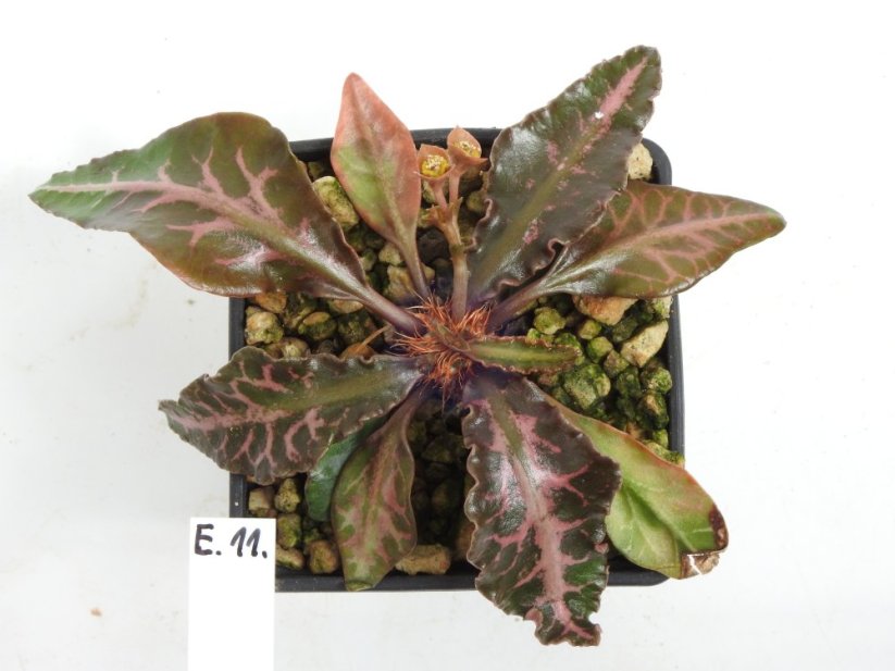 Euphorbia francoisii hybrid  No.11