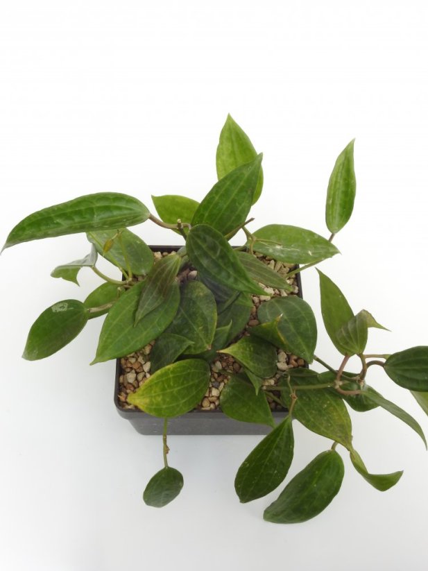 Hoya macrophylla