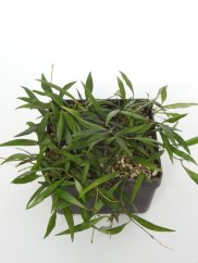 Hoya Parviflora